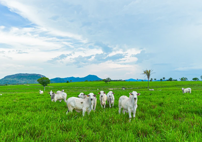 Agro e Sistemas Alimentares
